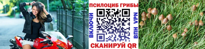 Галлюциногенные грибы мицелий  купить наркотики цена  Пушкино 